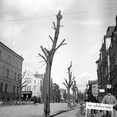 Trädbeskärning på Östra Torggatan 1943.