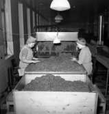 Bild från Svenska Tobaksmonopolets fabrik i Arvika tagen år 1946.