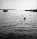 Sköna dagar på stranden, i Vänern eller vid tältet den sista sommaren före kriget, här Alsters strandbad.