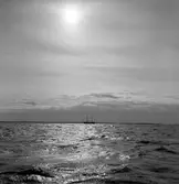 Hammaröfiskare i arbete.