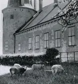 Fårbete på slottsvallen.