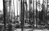 Skogsbild från Ljusne - Askesta.
