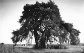 Skogsbild (stort träd) från Norrbo.
