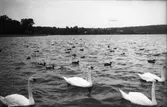 Svanar och änder i vattnet, Hudiksvall.
