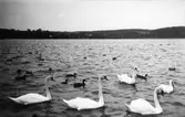 Svanar och änder i vattnet, Hudiksvall.
