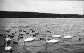 Svanar och änder i vattnet, Hudiksvall.
