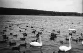 Svanar och änder i vattnet, Hudiksvall.
