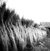 Linhässja i Hamrånge.
