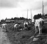 Fjällkor i Gryttjesbo ?, Hybo, Ljusdal.