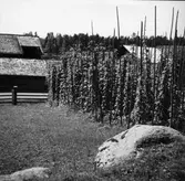 Humleodling i Håvra, Färila socken.