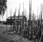 Humleodling i Håvra, Färila socken.