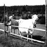 Föränge i Järvsö. Kor.