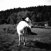 Föränge i Järvsö. Kor.