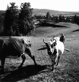 Sanna i Järvsö. Kor.