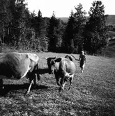 Sanna i Järvsö. Kor.