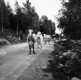 Sörby, Järvsö socken. Kor på skogsväg.