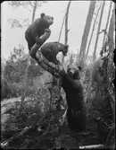 Björnar, Biologiska museet