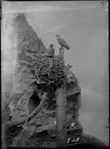 Diorama från Biologiska museets utställning om nordiskt djurliv i havs-, bergs- och skogsmiljö. Fotografi från omkring år 1900.
Biologiska museets utställning 
Havsörn
Haliaeetus albicilla (Linnaeus)