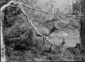Diorama från Biologiska museets utställning om nordiskt djurliv i havs-, bergs- och skogsmiljö. Fotografi från omkring år 1900.
Biologiska museets utställning
Hjortdjur
Rådjur
Kid
Capreolus Capreolus (Linnaeus)
