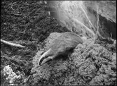 Diorama från Biologiska museets utställning om nordiskt djurliv i havs-, bergs- och skogsmiljö. Fotografi från omkring år 1900.
Biologiska museets utställning
Grävling
Meles Meles (Linnaeus)