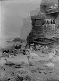 Diorama från Biologiska museets utställning om nordiskt djurliv i havs-, bergs- och skogsmiljö. Fotografi från omkring år 1900.
Biologiska museets utställning
Svan
Sångsvan
Cygnus Cygnus (Linnaeus)
Skarv
Phalacrocorax Carbo (Linnaeus)