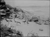 Diorama från Biologiska museets utställning om nordiskt djurliv i havs-, bergs- och skogsmiljö. Fotografi från omkring år 1900.
Biologiska museets utställning
Trana
Grus Grus (Linnaeus)