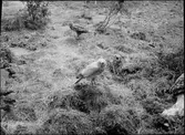 Diorama från Biologiska museets utställning om nordiskt djurliv i havs-, bergs- och skogsmiljö. Fotografi från omkring år 1900.
Biologiska museets utställning

Jorduggla
Asio Flammeus (Pontoppidan)
Fjällvråk
Buteo Lagopus (Pontoppidan)