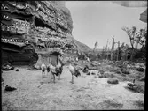 Diorama från Biologiska museets utställning om nordiskt djurliv i havs-, bergs- och skogsmiljö. Fotografi från omkring år 1900.
Biologiska museets utställning