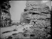 Diorama från Biologiska museets utställning om nordiskt djurliv i havs-, bergs- och skogsmiljö. Fotografi från omkring år 1900.
Biologiska museets utställning
Trana
Grus Grus (Linnaeus)
Skarv
Storskarv
Phalacrocorax Carbo (Linnaeus)
Sillgrissla
Uria Aalge (Pontoppidan)
Örn
Havsörn
Haliaeetus Albicilla (Linneaus)