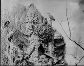 Diorama från Biologiska museets utställning om nordiskt djurliv i havs-, bergs- och skogsmiljö. Fotografi från omkring år 1900.
Biologiska museets utsällning
Havsörn
Haliaeetus Albicilla (Linnaeus)