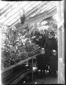 Elna Brundin till höger med sina döttrar Ingrid och Karin. Bakom Elnas mor Anna Larsdotter Olsson. Dom är i ett växthus, antagligen för att köpa en palm, som var väldigt vanliga i hemmen på den tiden.