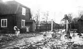 Hund, Gäss och Ankor på gården.             Tidsomfånget är 1900 - 1940