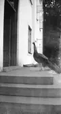 Tolvfors Herrgård. Påfågel på trappan.           Tidsomfånget är 1900 - 1940