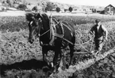 Höstplöjning med häst på Skaftö på 1930-talet