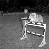 Hunddressyrkurs.
27 september 1955.