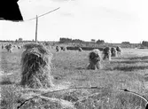 Havreåker. Den 23 augusti 1911, klockan 14.30 på eftermiddagen