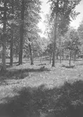 Parken. Den 18 juni, på förmiddagen