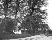 Barnen och hästarna. Den 27 juli 1892