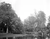 Parkbron. År 1906.
