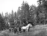 På väg till fäboden. År 1906.