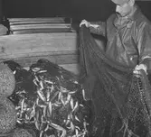 Fiskare vid Gästrikekusten.