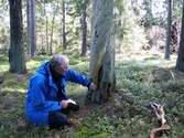 Tjärtall
Foto av tjärtall. Spår efter sk tjäruväckeri, där levande tallar skattades på tjärved.Tydliga huggspår. Tallen är död. Vid sidan om tallen sitter Per Holmgren.
Raä 237 d, 2007-09-02