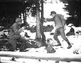 Två män sågar träd.