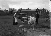 Man, kvinna och kor på Kvistholmen i Norrsundet. Huset bakom huvudet på mannen är byggt av Anders Johan Elfving, som köpte tomten 1899.