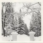 Blackstads kyrka. Foto taget från vapentrappan mot väster före avverkningen i mars 1969.