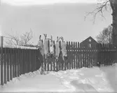 Fem harar på ett staket.