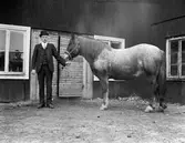 Köpman Emil Berglund med häst på stallbacken. Fors, Torsåker.