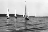 Gävle Segelsällskap. År 1925. Norrlandsregattan i Sundsvallsfjärden, bl.a. runt Alnön.