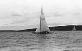 Gävle Segelsällskap. År 1925. Norrlandsregattan i Sundsvallsfjärden, bl.a. runt Alnön.