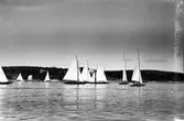 Gävle Segelsällskap. År 1925. Norrlandsregattan i Sundsvallsfjärden, bl.a. runt Alnön. Sundsvall Segelsällskaps klubbhus Vindhem på Alnö skymtar i bakgrunden.
